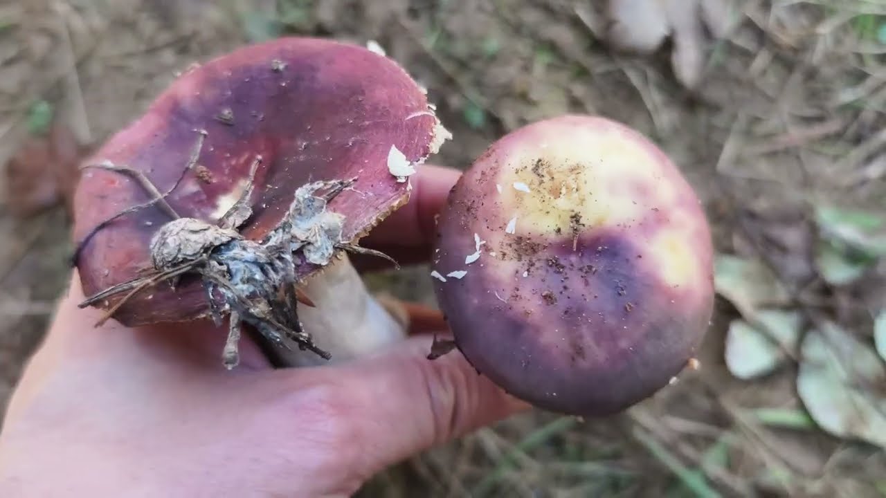 Carbonera y falsa Carbonera. Aprende a diferenciarlas. Russula cyanoxantha y otra.