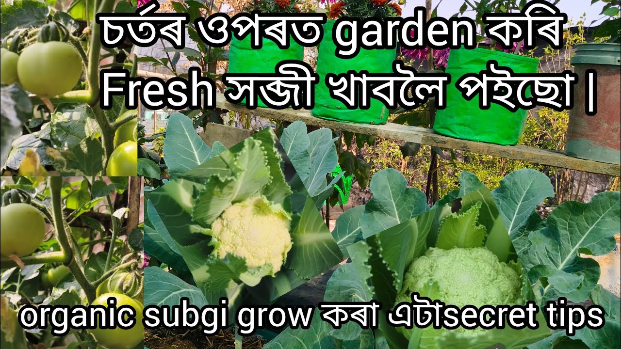 চৰ্তৰ ওপৰত garden কৰি Fresh সব্জী খাবলৈ পাইছো | healthy সব্জী grow কৰা secret tips 