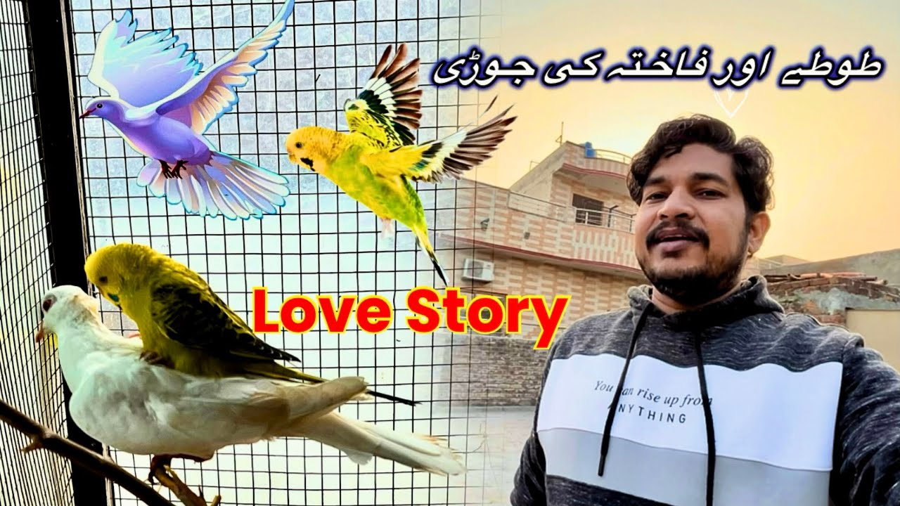 Parrot Ne Dove Ke Sath Pair Bana Liya😱| Rare Pet Behavior 