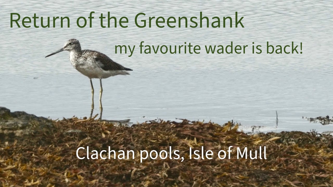 Return of the Greenshank