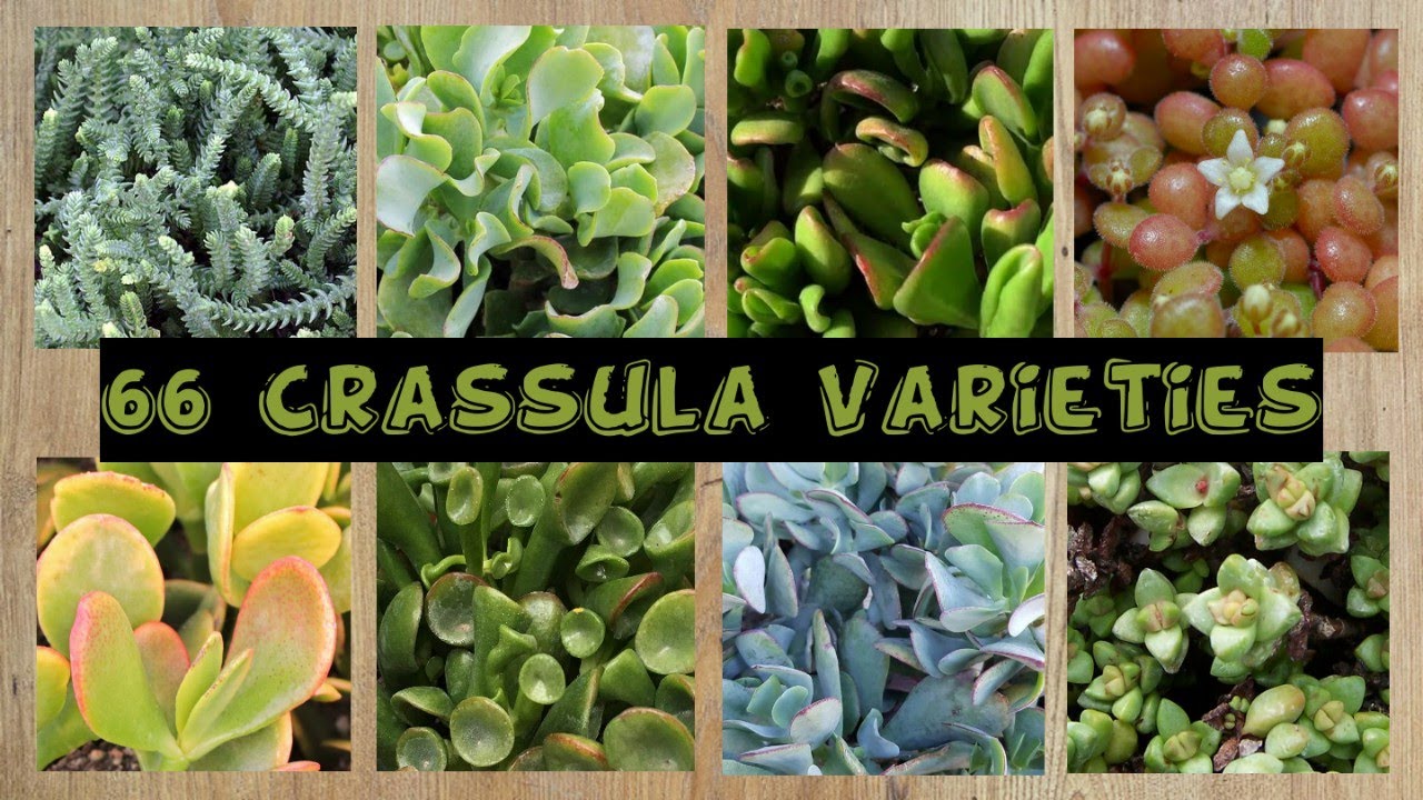 66 Crassula Varieties