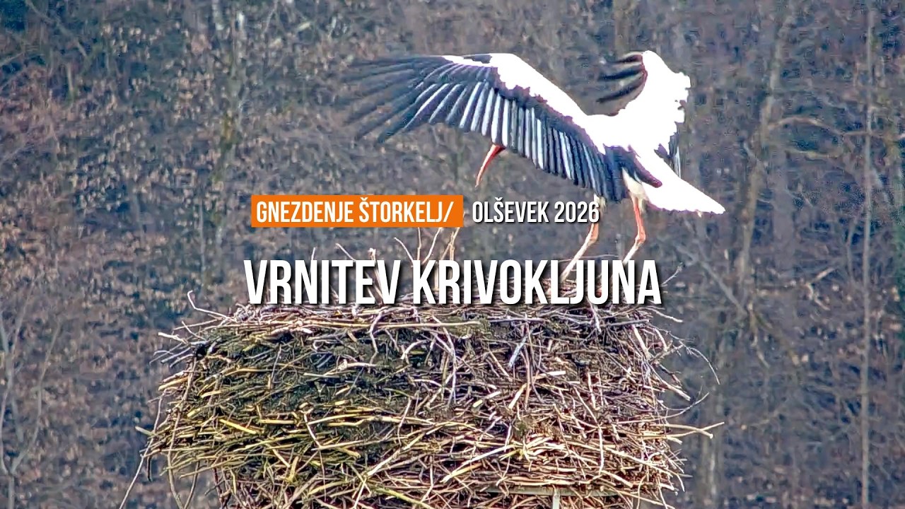 Vrnitev Krivokljuna - Olševek 2026 | Krivokljun has returned - Olševek 2026