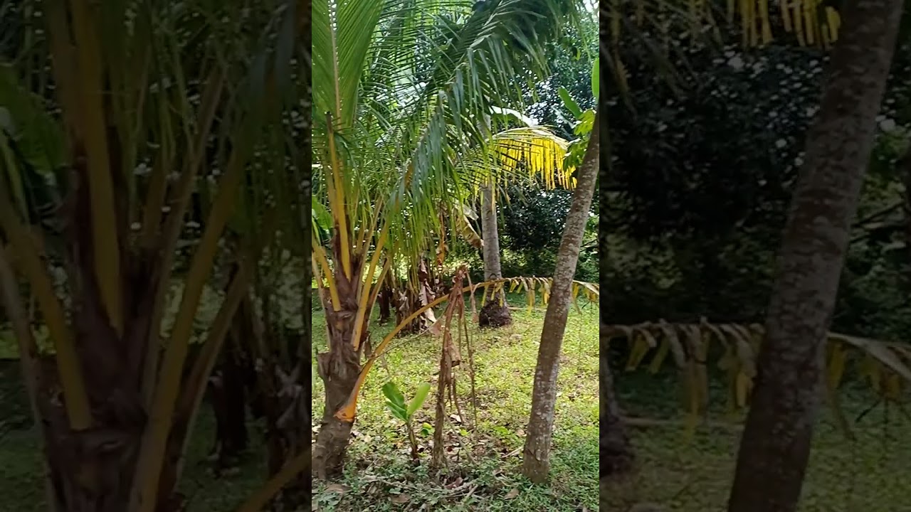 balay ug yuta available datadata barato ra for only 5k/months