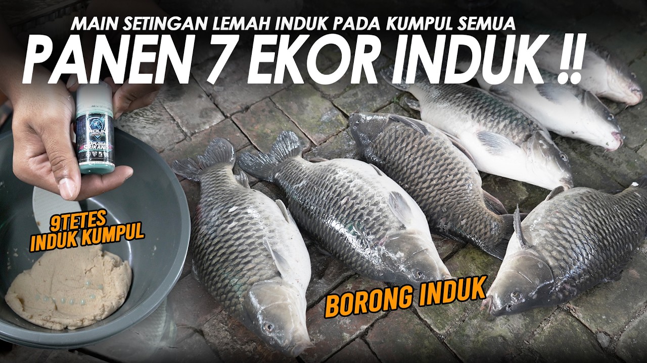 PANEN LAGI 7 EKOR INDUK !! PADAHAL CUMA MAIN SETINGAN 7 TETES DOANG || Am#685