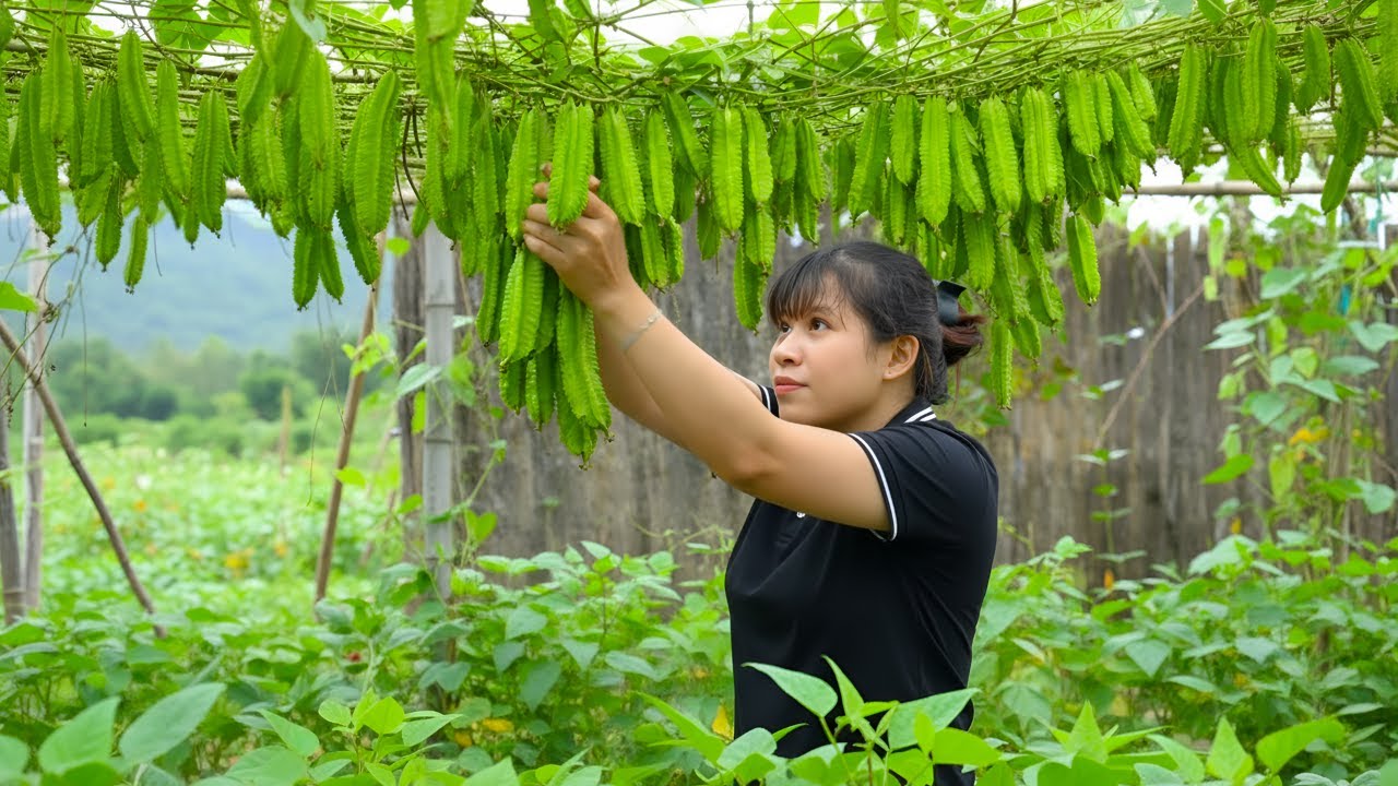 Harvesting winged beans to sell, cleaning and tidying the garden with dad - Simple rural life