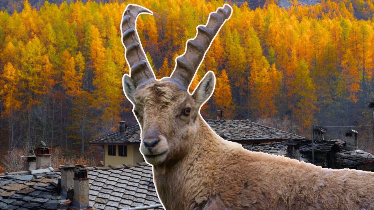 Отдаленная деревня альпийских козлов - Удивительное природное зрелище! - Дикие Альпы в 4K-козерогами
