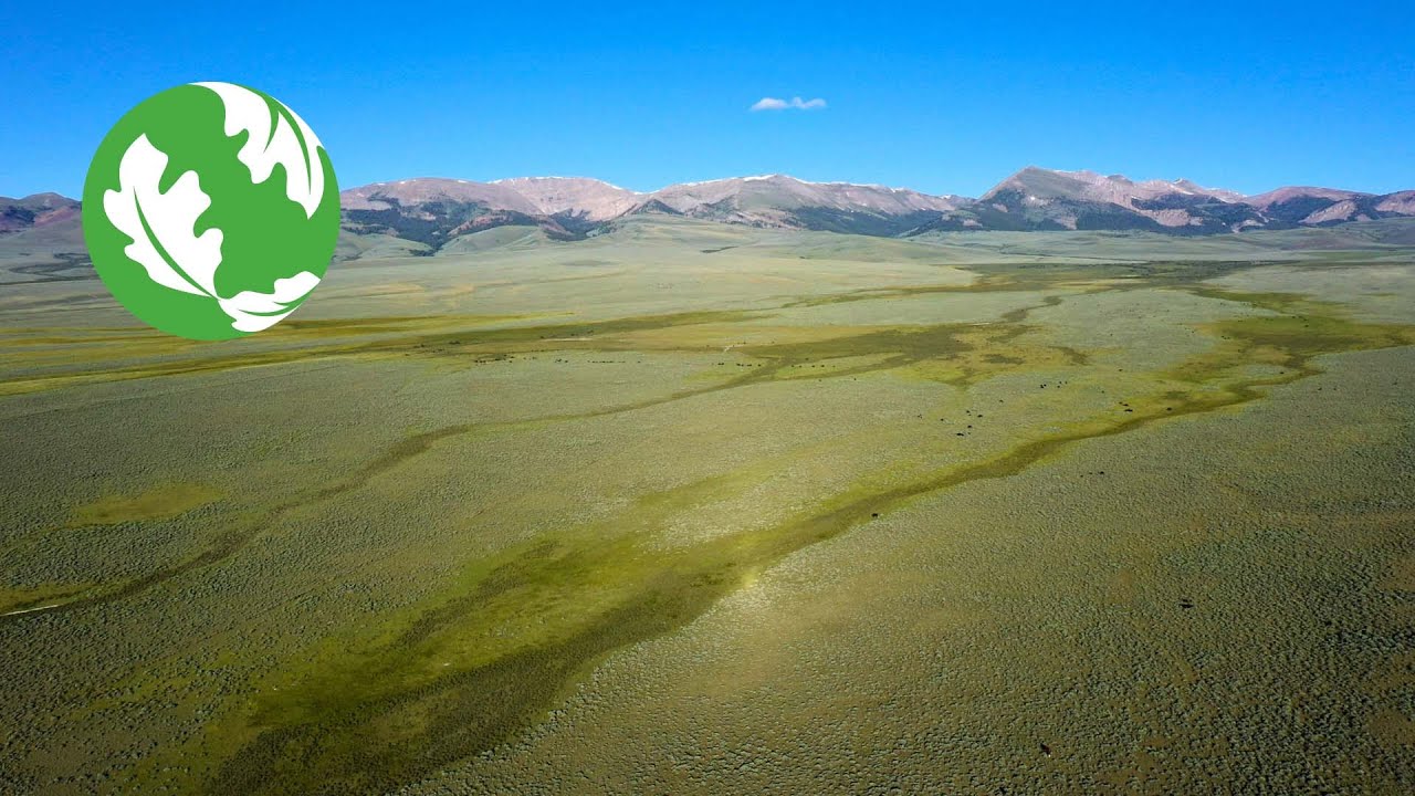 Restoring Wet Meadows in Montana's Sagebrush Sea