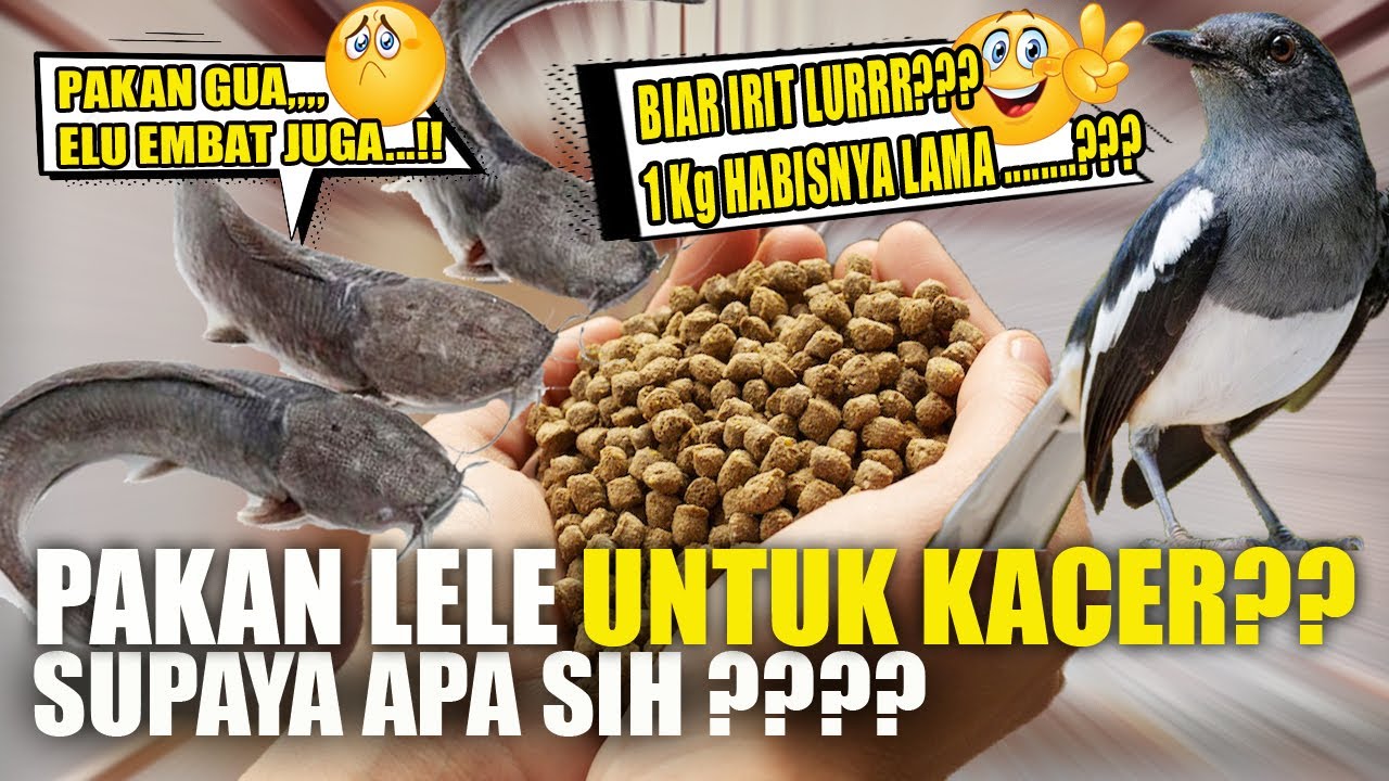 VOER LELE UNTUK MAKANAN BURUNG ?? KACER GACOR KONSLET ?? | DR KACER | MBAGONG CHANNEL