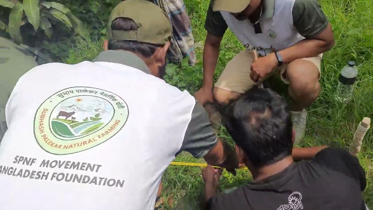 SPK পদ্ধতিতে বেড করার নমুনা দেখাচ্ছেন রহমত শহীদুল ইসলাম  গুরুজী। হাতে কলমে প্রশিক্ষণ দেওয়া হয়।