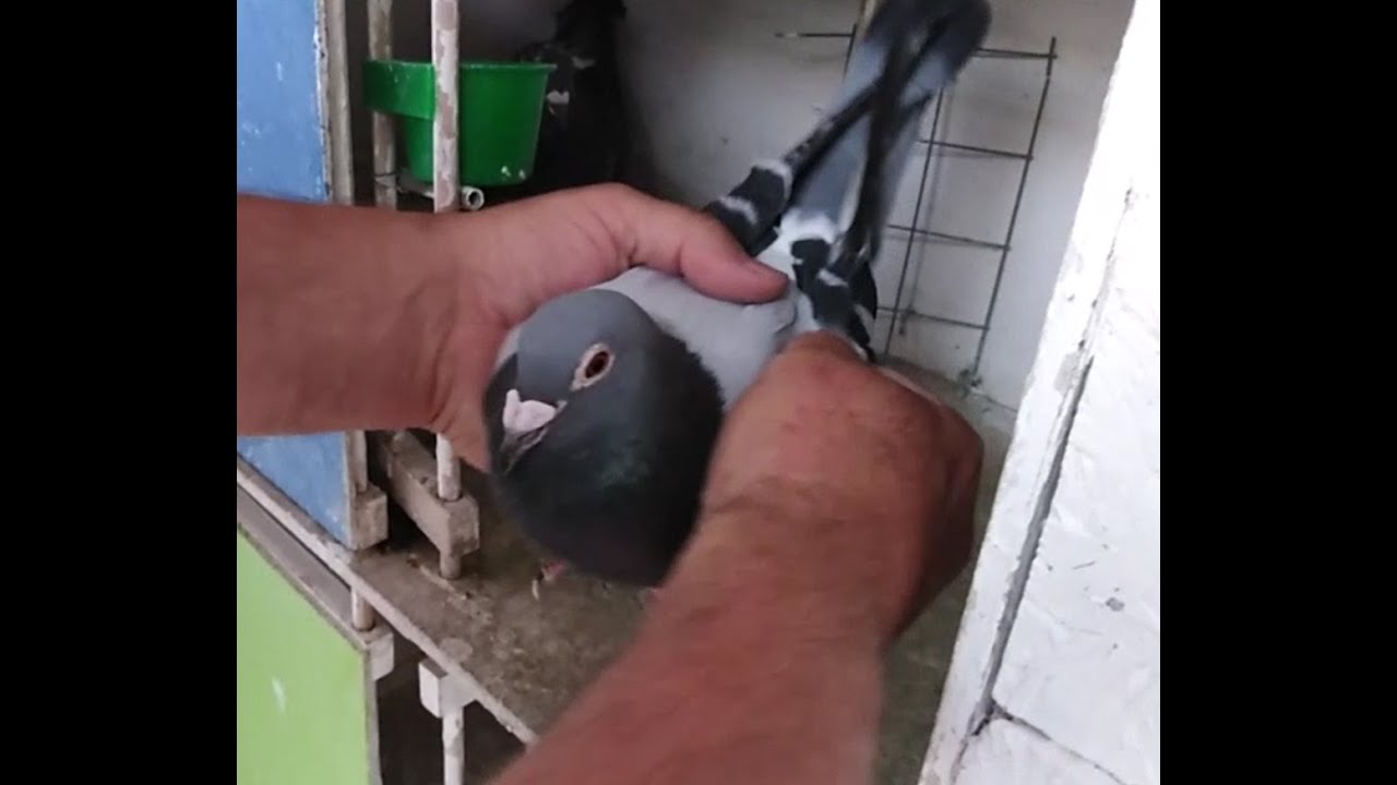Pigeon-Master : La mise en loge