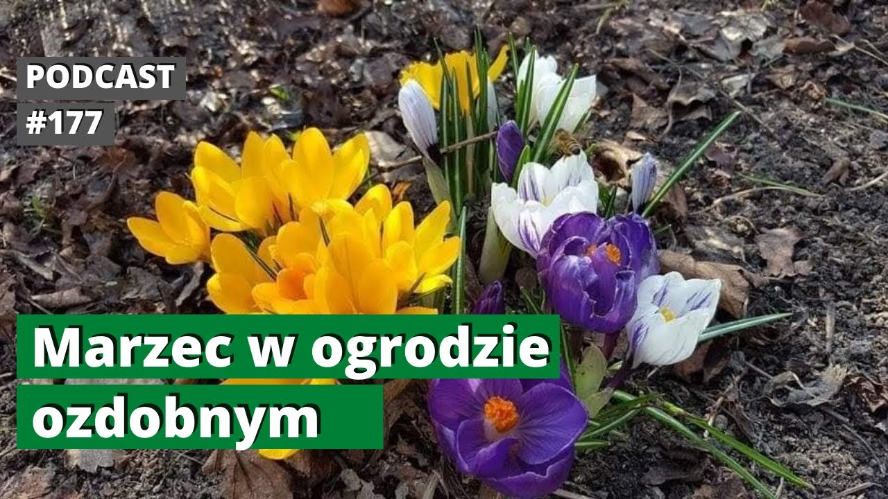 NoO 177.  Marzec w ogrodzie ozdobnym