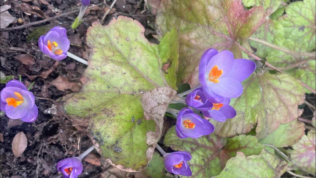10.03💚CO JEST  teraz  PILNE!!!💇‍♀️ZAKAMARKI💛Co KWITNIE🌼Co sieję🌼PIERWSZE KROKUSY💛ROZCHODNIK 🌱