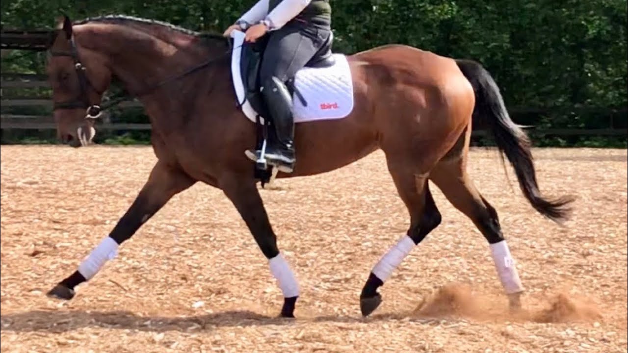 Who’s Got The Button !  AA and Junior Dressage dancing Queen 