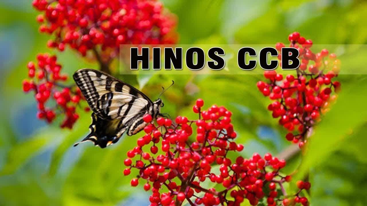 Lindos Hinos 2020 - Can&ccedil;&otilde;es De Hino Com A Imagem Do Melhor Senhor