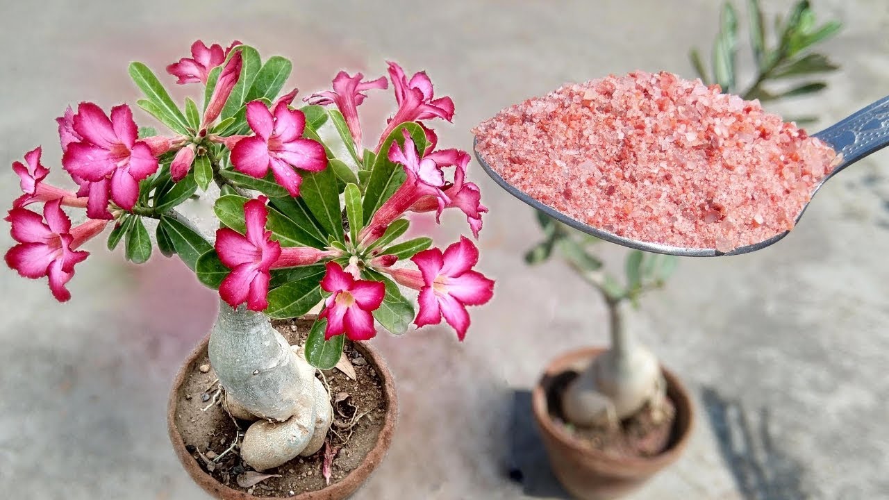 GET 500% MORE FLOWERS IN ADENIUM PLANTS ll 100% WORKING GARDEN SECRETS |TERRACE GARDEN