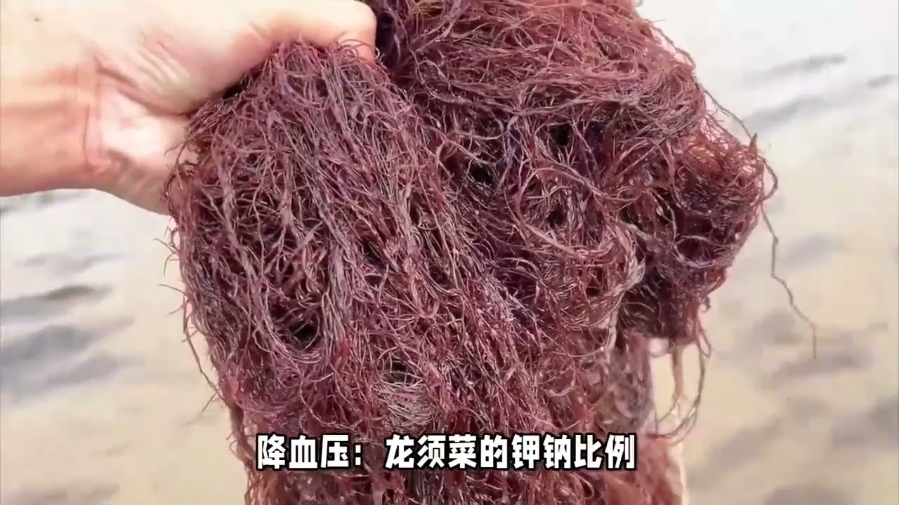 龙须菜的功效与作用