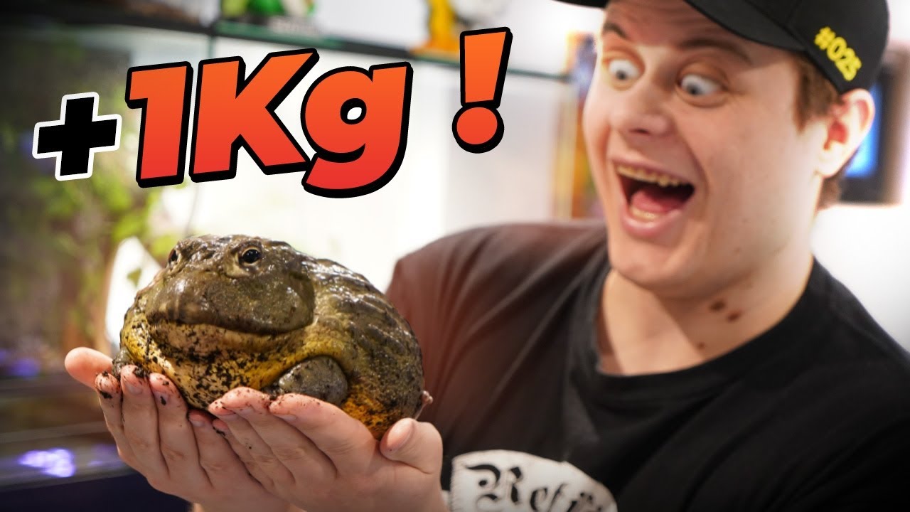 TUTO GRENOUILLE : Terrarium pour grenouille taureau Africaine ! - EUBLEPHARIS