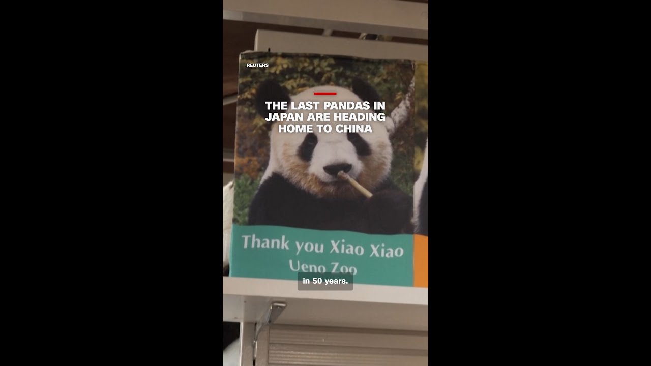 The last pandas in Japan are heading home to China