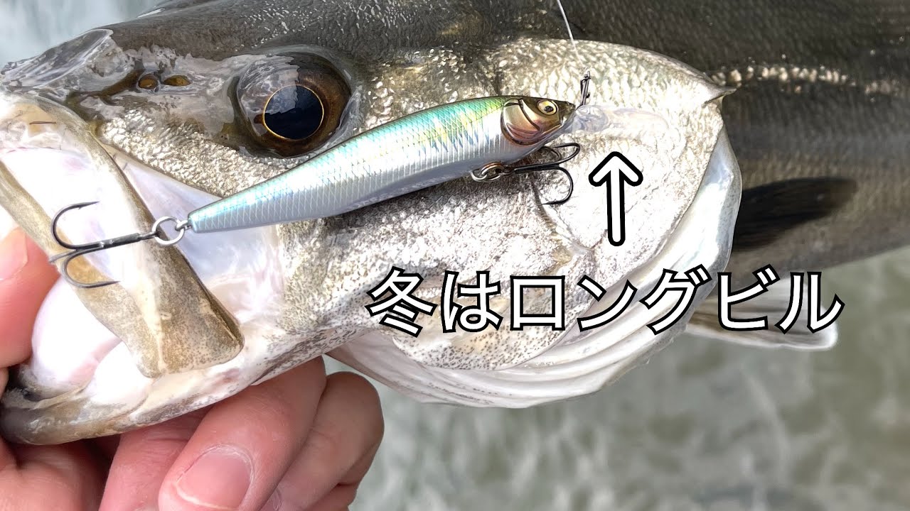 冬のシーバスのデイゲームでの釣り方を紹介します【実釣編】