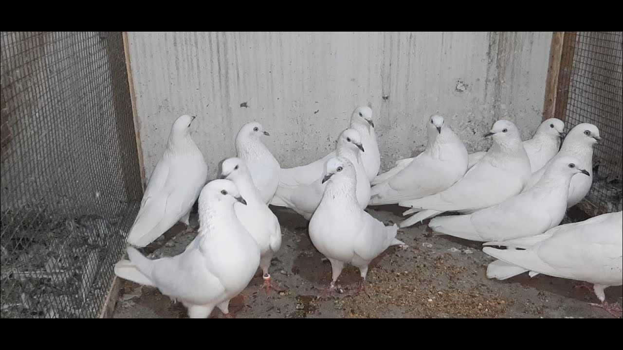kalchoche kabootar vs sheshumwale most beautiful highflyer pigeons karachi.