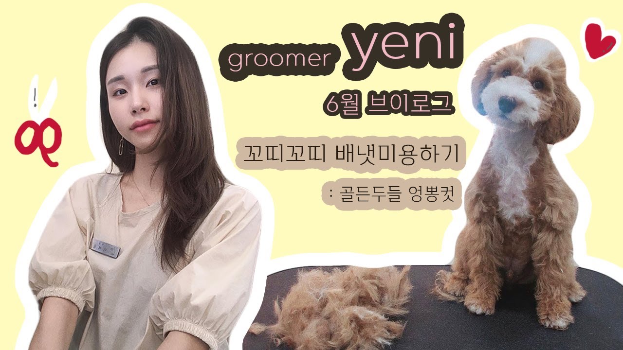 6월 브이로그 🌷 애견미용사일상, 골든두들, 배냇미용, 사람미용실가기