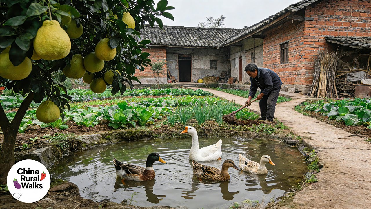 No-Filter Sichuan Rural! Grapefruit Trees, Ducks & Geese, Villagers Farming, Authentic Rural China