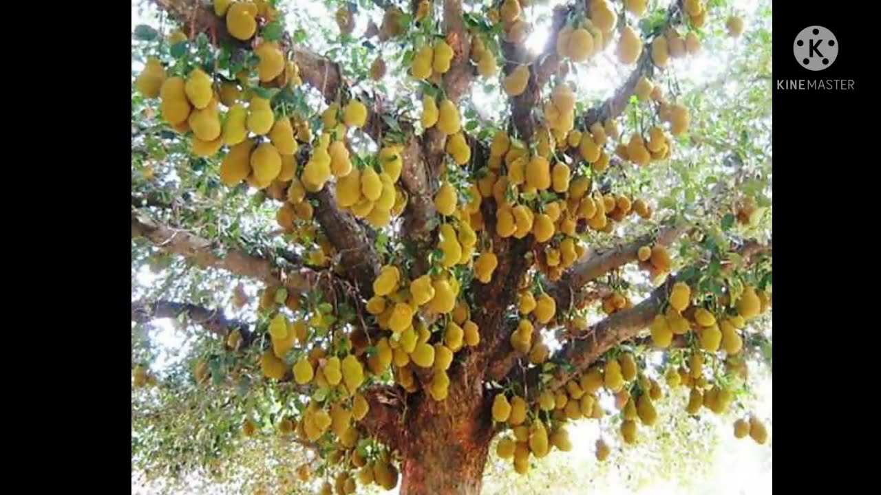 Fruit status🍊 #short video 👍
