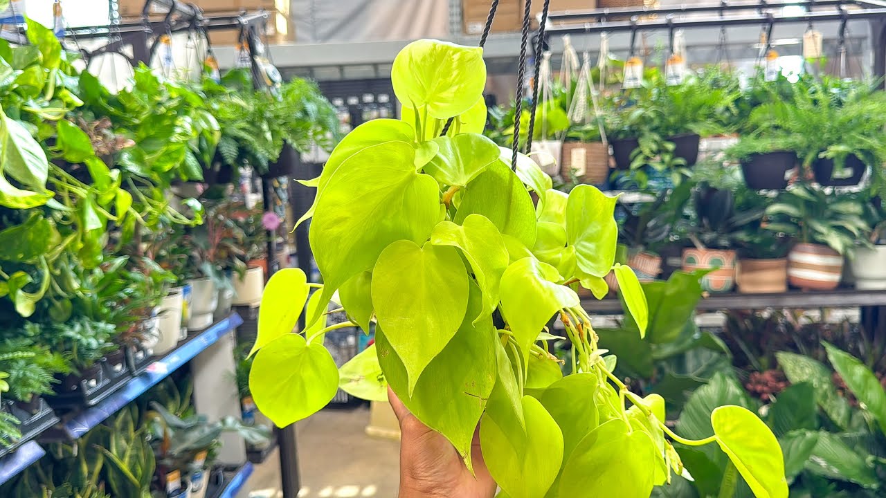 Summer Wishlist Plants at Lowes! Big Box Store Plant Shopping!