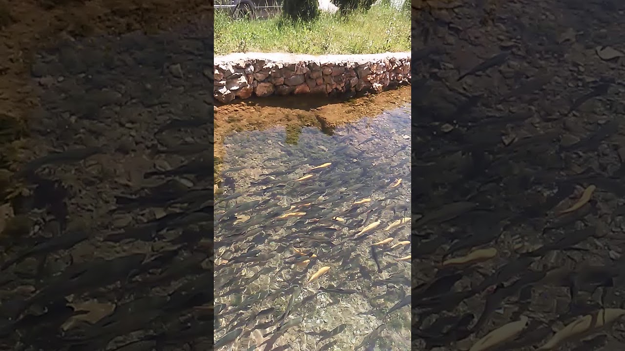 Restorant Burimi Gurr&euml;s me peshkun nga Valbona
