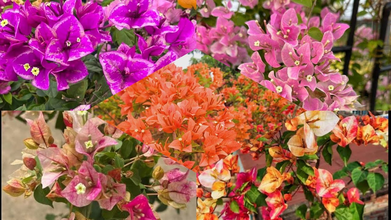 Ramzan special offer Video!! part 2|Bougainvilla|Plants|Zahar Gardens|