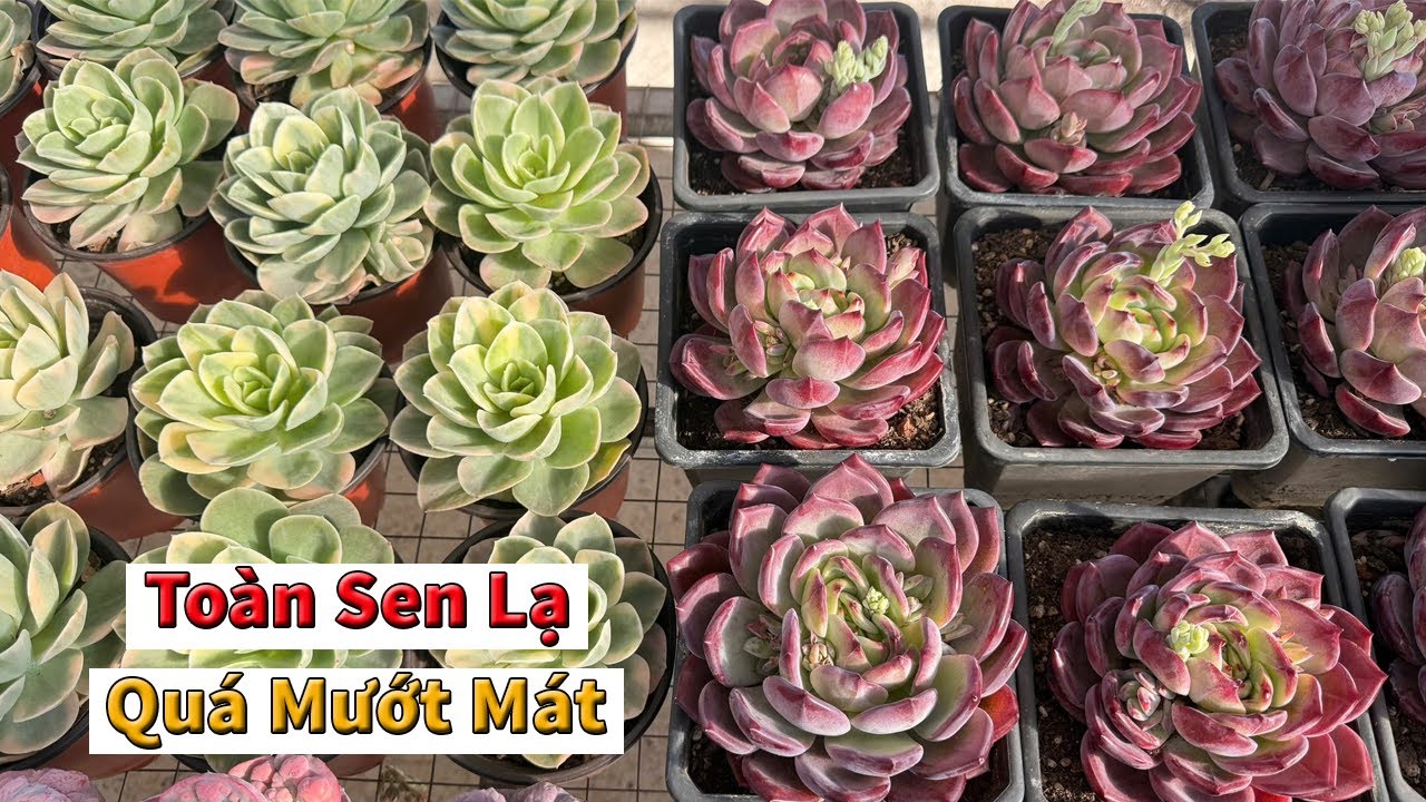 Giờ thì cứ ưu tiên sen nhập xịn với sen thuần chậu đẹp nha mọi người | succulent Gia Nghia
