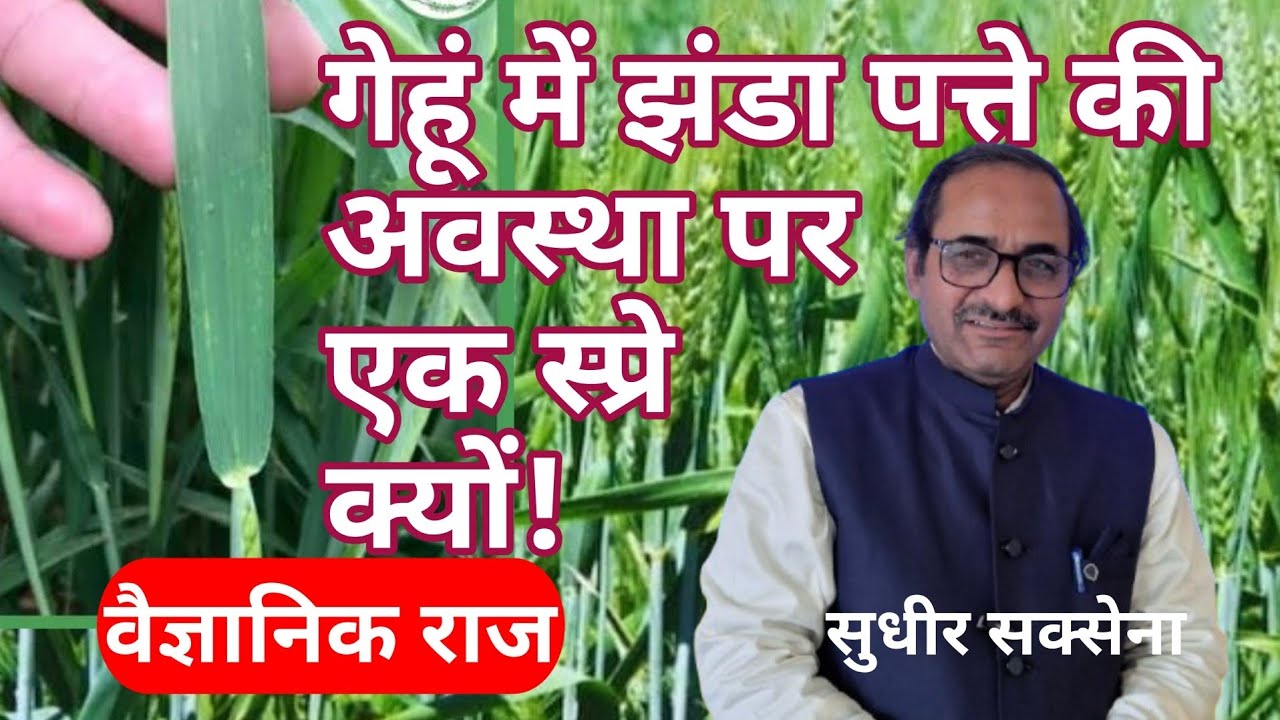 गेहूं में झंडा पत्ता पर क्या स्प्रे करें। गेहूं में तीन माह बाद की देखभाल। गेहूं  बाली में दाना भराव