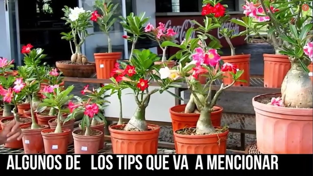 JARDINERÍA, ROSA DEL DESIERTO GUÍA COMPLETA
