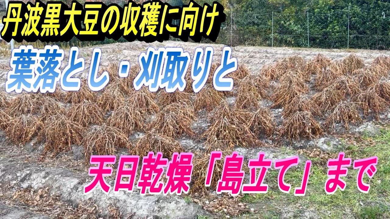【黒豆の収穫準備】葉落とし・刈り取り・天日干しまで、私の作業手順。