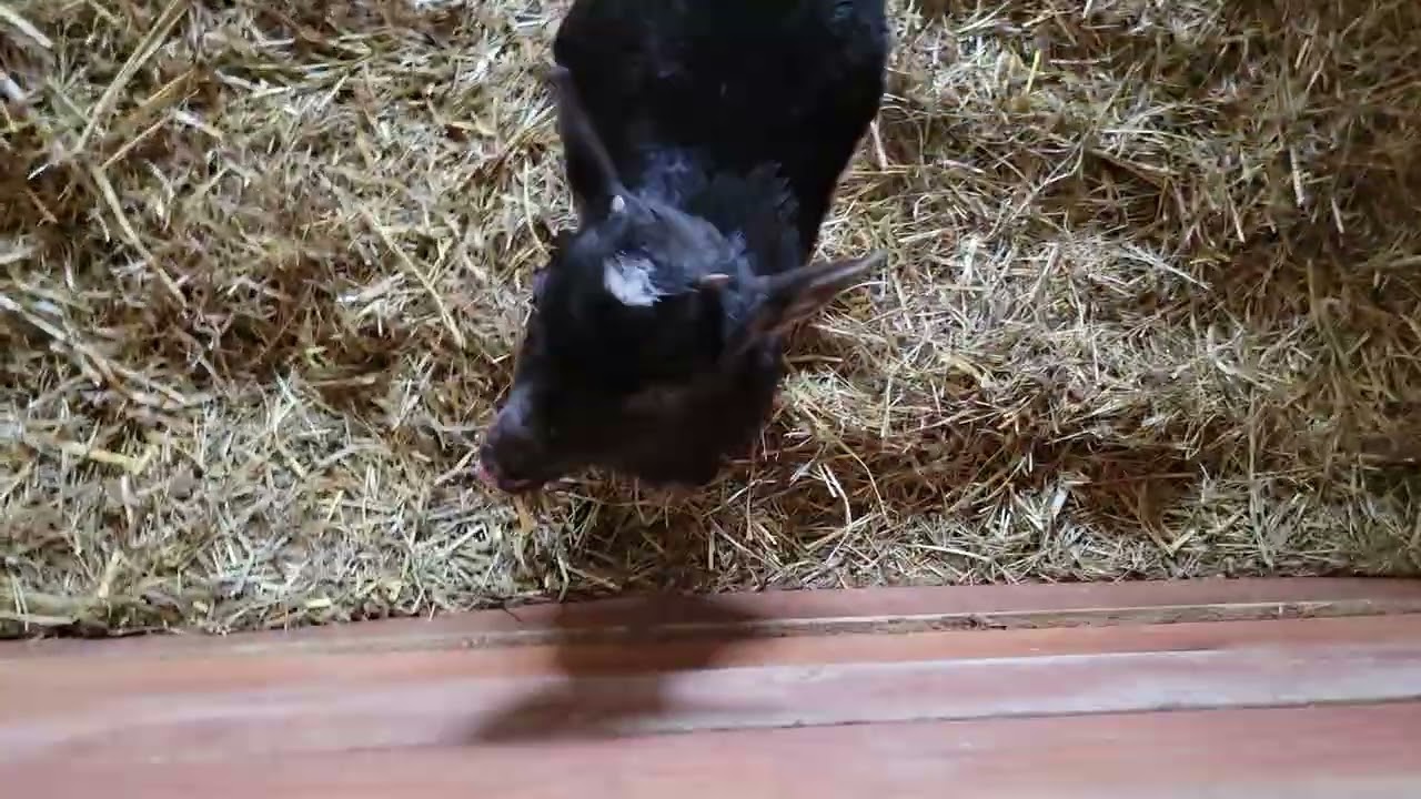 Baby lamb is 3 days old