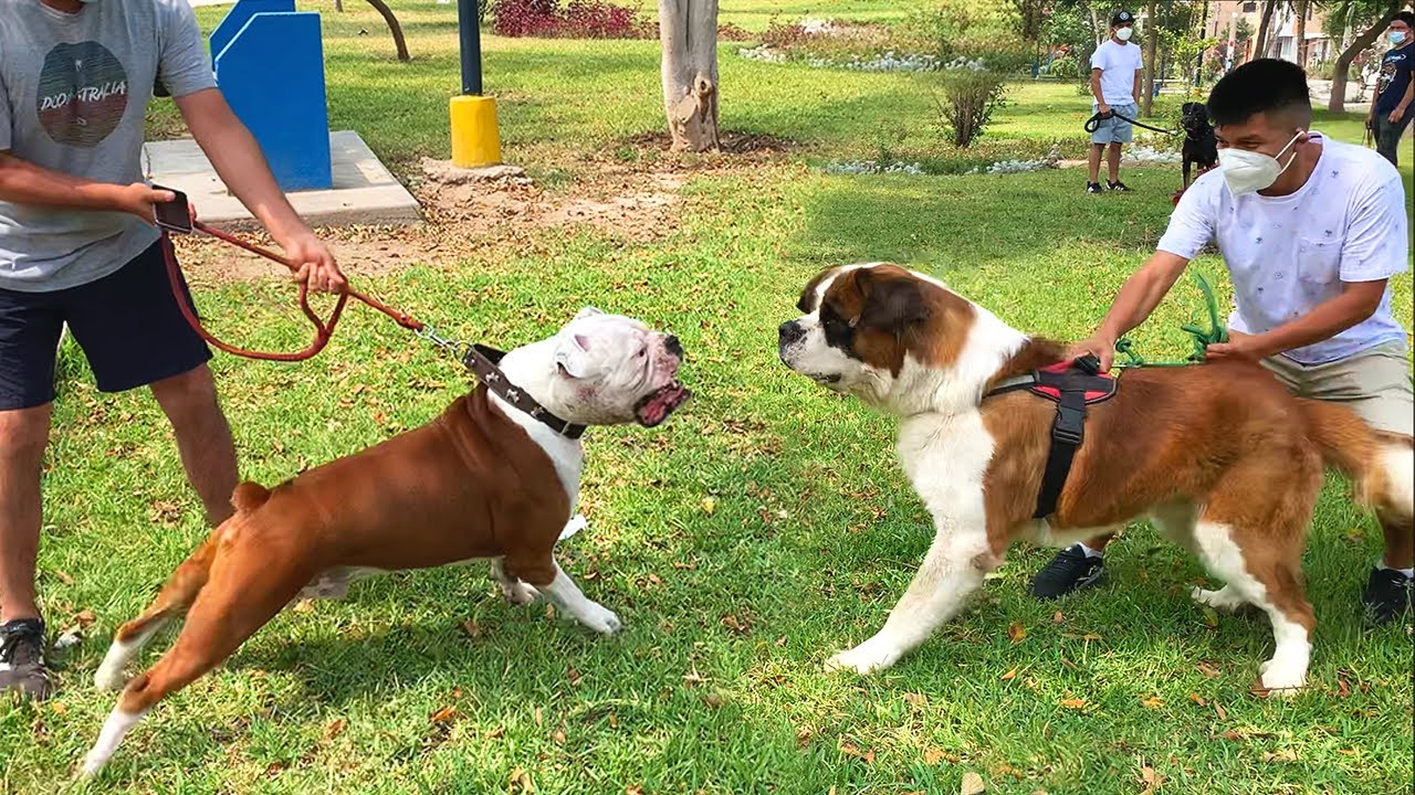 San Bernardo & Bulldog americano cruce con Boxer