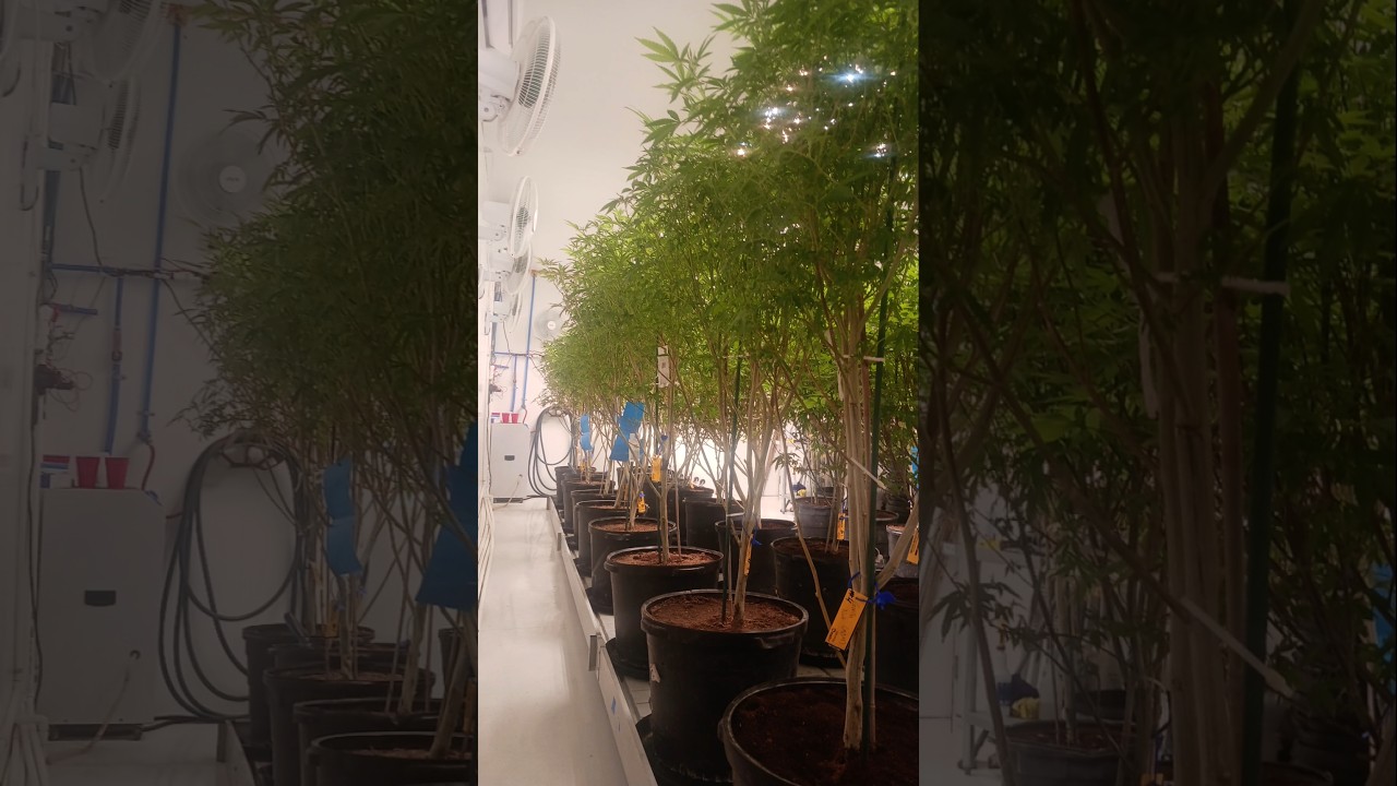 #cannabis #marijuana #pakalolo #mota #hemp #genetics #seeds #flowerroom @mattthewatchman