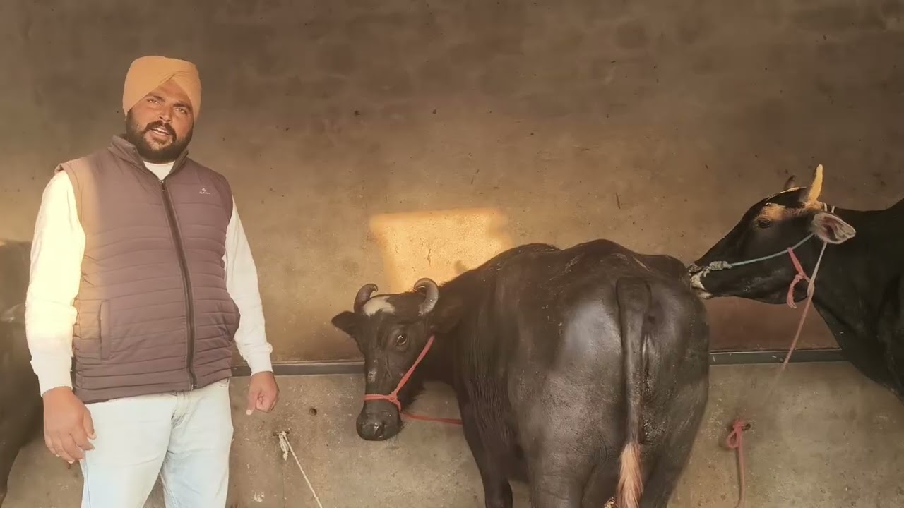 78887-75927, 12 ਕਿਲੋ ਦੁੱਧ ਵਾਲੀ ਮੱਝ ਵਿਕਾਊ ਪਿੰਡ ਚੀਮਾ ਬਰਨਾਲਾ