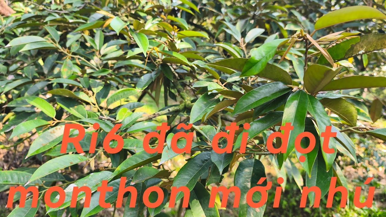 # 179 Có cần tưới thuốc bệnh ngay sau khi cuốc gốc 