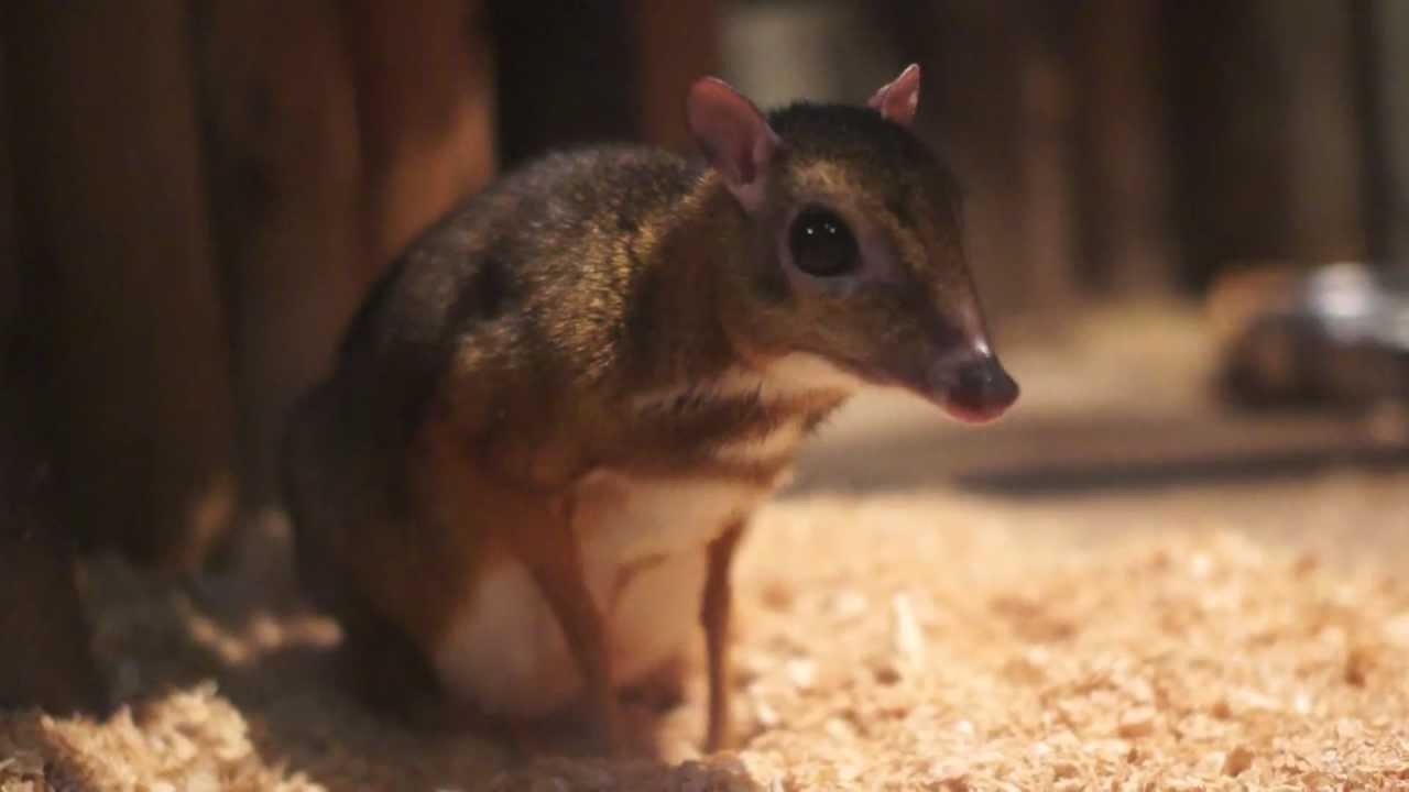 ジャワマメジカ（Lesser Mouse Deer）上野動物園