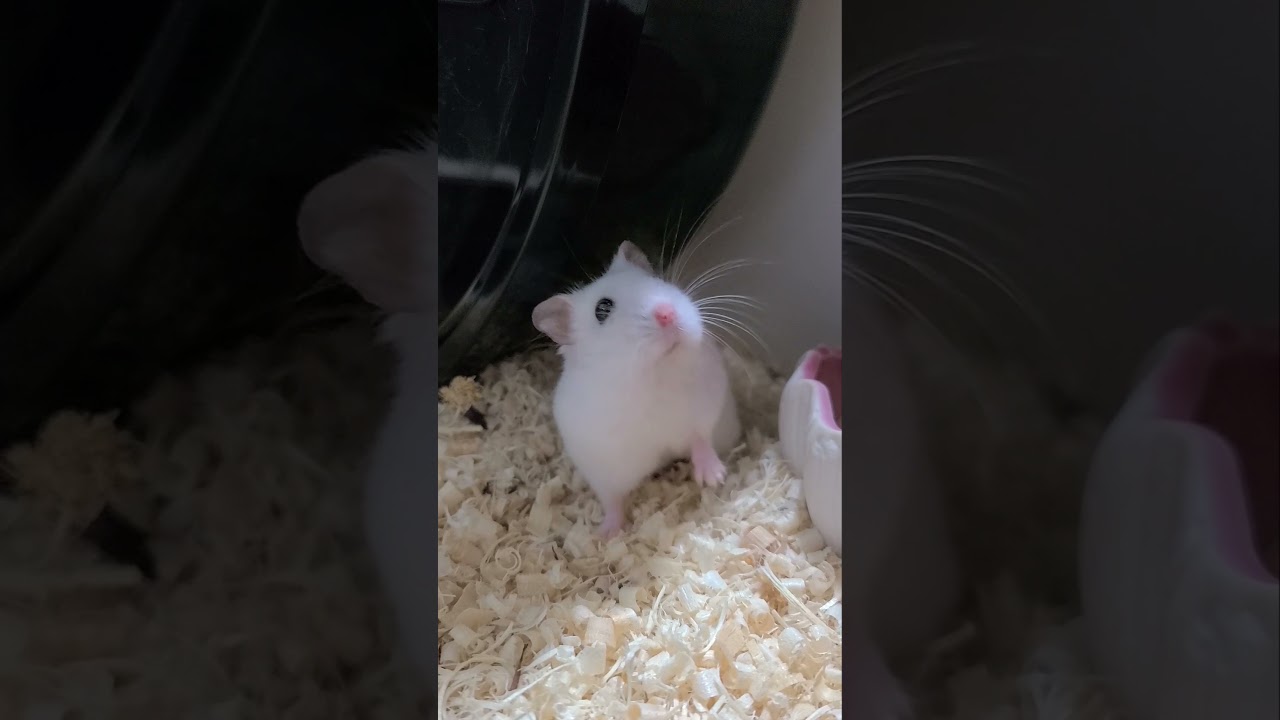 white pearl hamster #shorts