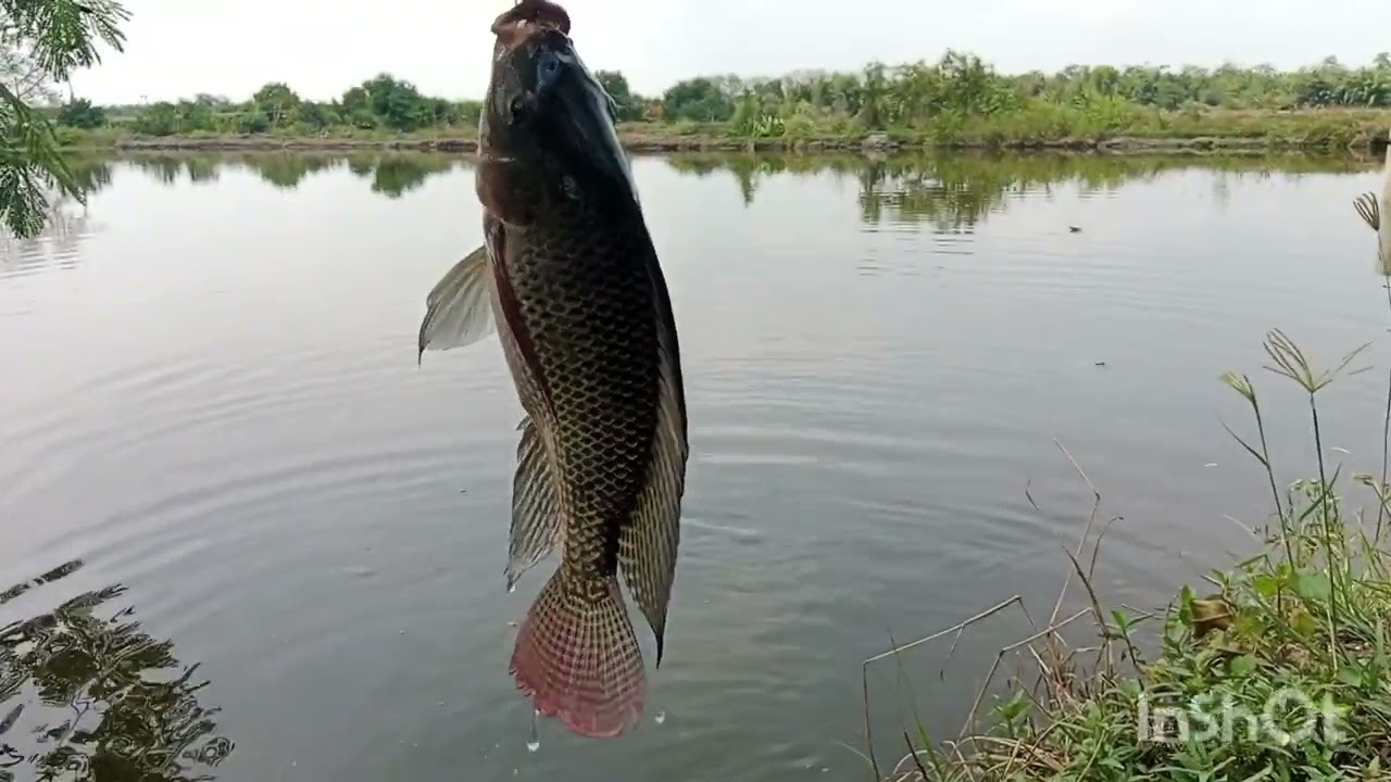 bukak kolam perdana tgl 8,2,2026,di siombak bawah kolam wak men, tiket 80 rb , jam 5 pagi