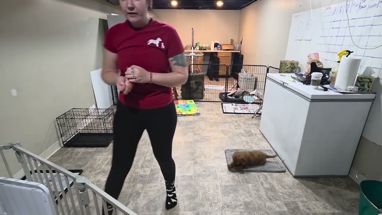 Premier Pup Chewie (yellow) Wk 3 Recap