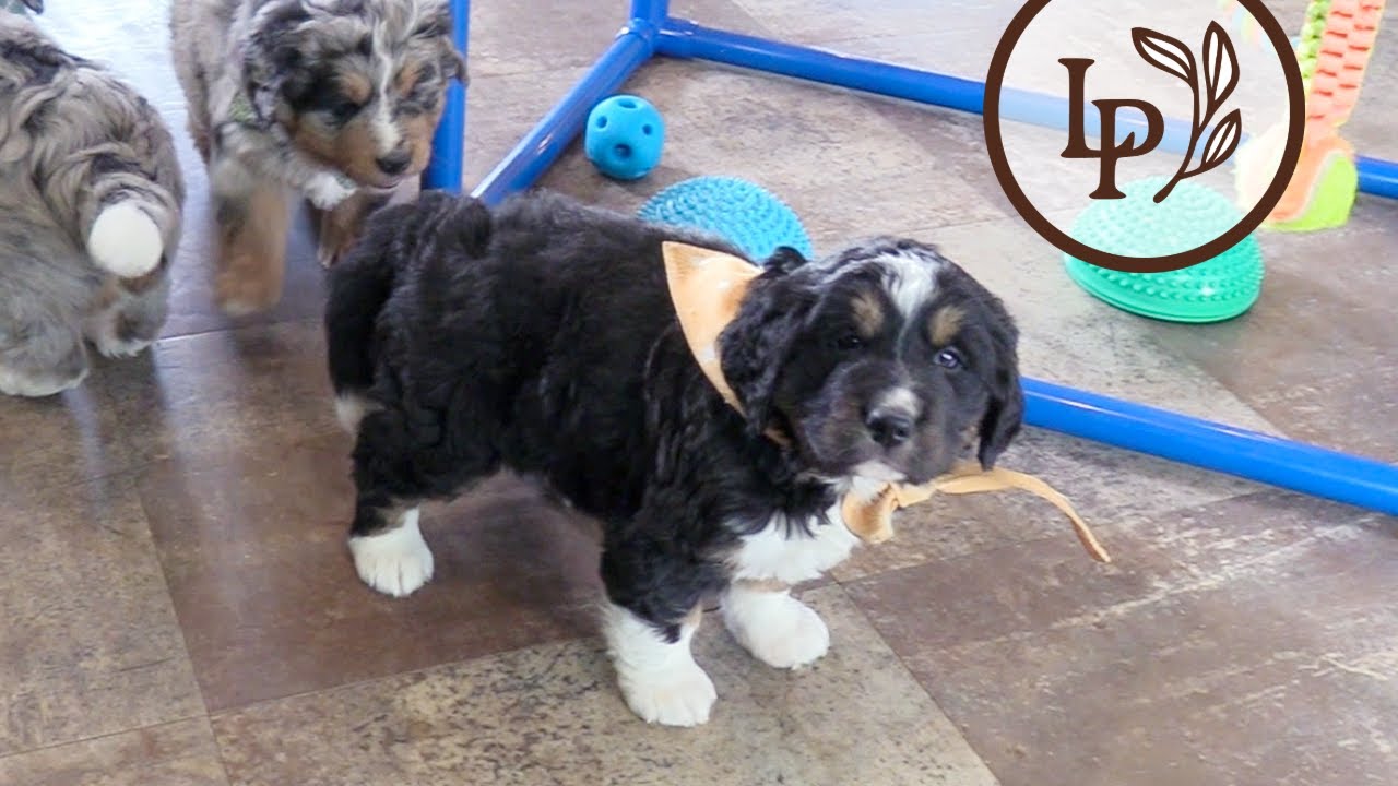 Meet Oakley's Bernedoodles Puppies! - The 