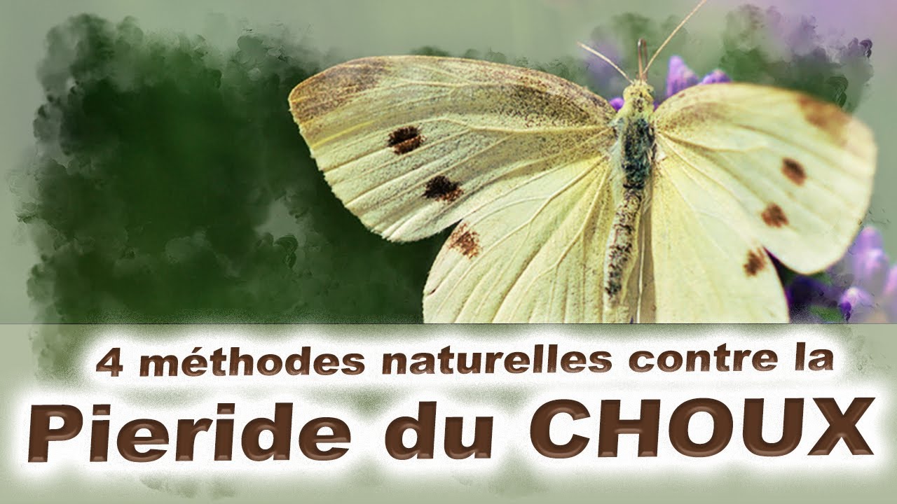 🦋Attaque de Piéride sur le chou   4 méthodes FACILES - chenille du chou🦋
