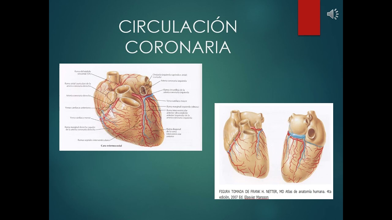 Anatomía cardiovascularcurso enfermeria