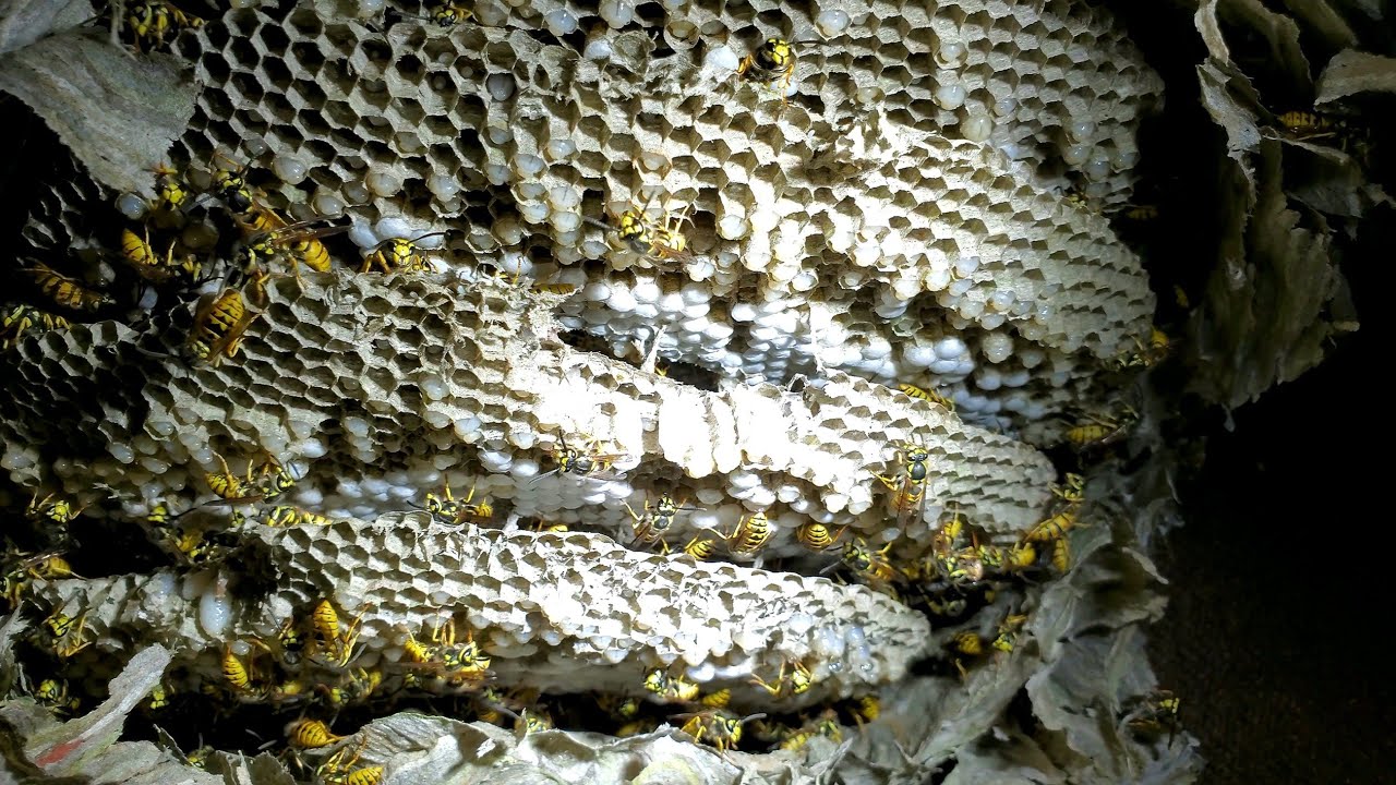 MASSIVE Yellow Jackets Nest and Colony Infestation inside House | Wasp Nest Removal ASMR