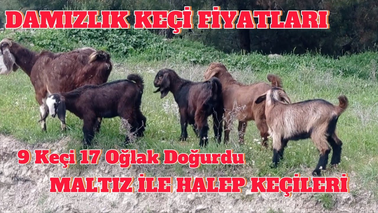 SÜT KEÇİSİ YETİŞTİRİCİLİĞİ YAPARAK GEÇİMİNİ SAĞLIYOR.KEÇİ FİYATLARI. #hayvancılık #keçi #coban