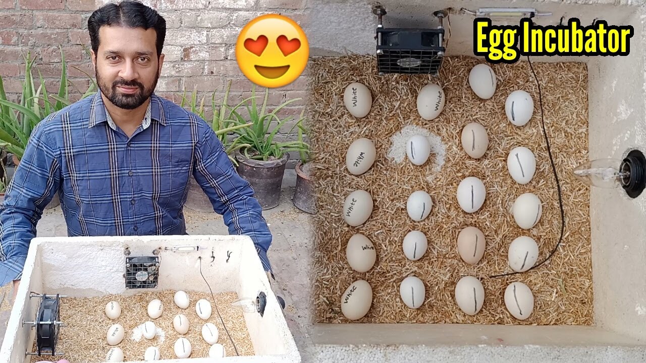Egg Hatching Incubator 🐣 &ndash; Incubator Mein Andaay Rakha Diya &ndash; Incubator For All Birds EGGs | 3mbvlog