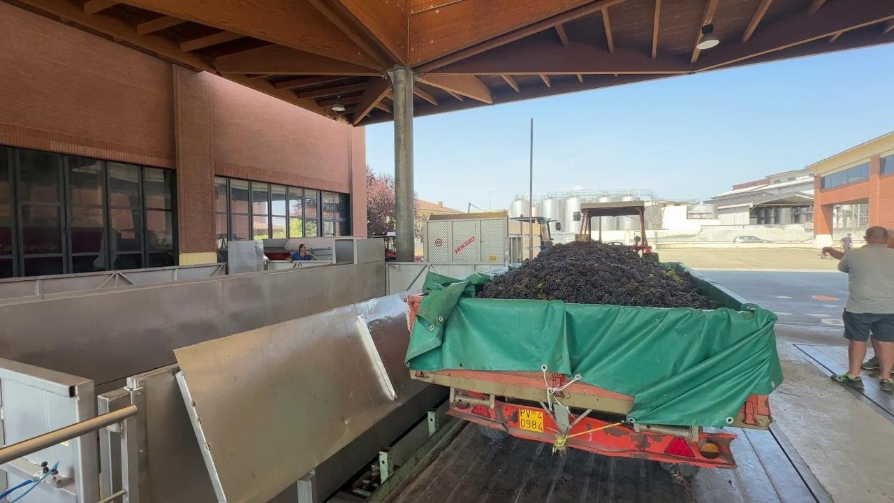 Terre d'Oltrepo, la vendemmia dopo le tensioni